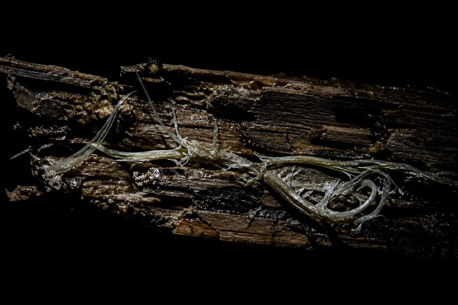 Editorial illustration: Frayed dental floss embedded in a split wooden ruler, lit like a forensic evidence specimen