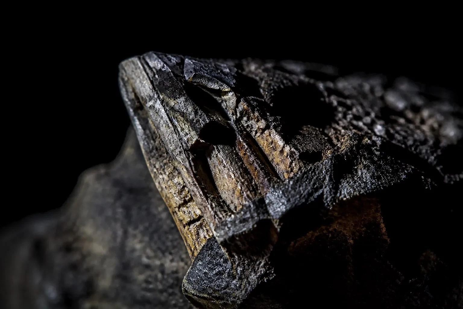 Editorial illustration: Splintered fossil tooth embedded in dark rock, extreme macro, one edge crumbling into dust under