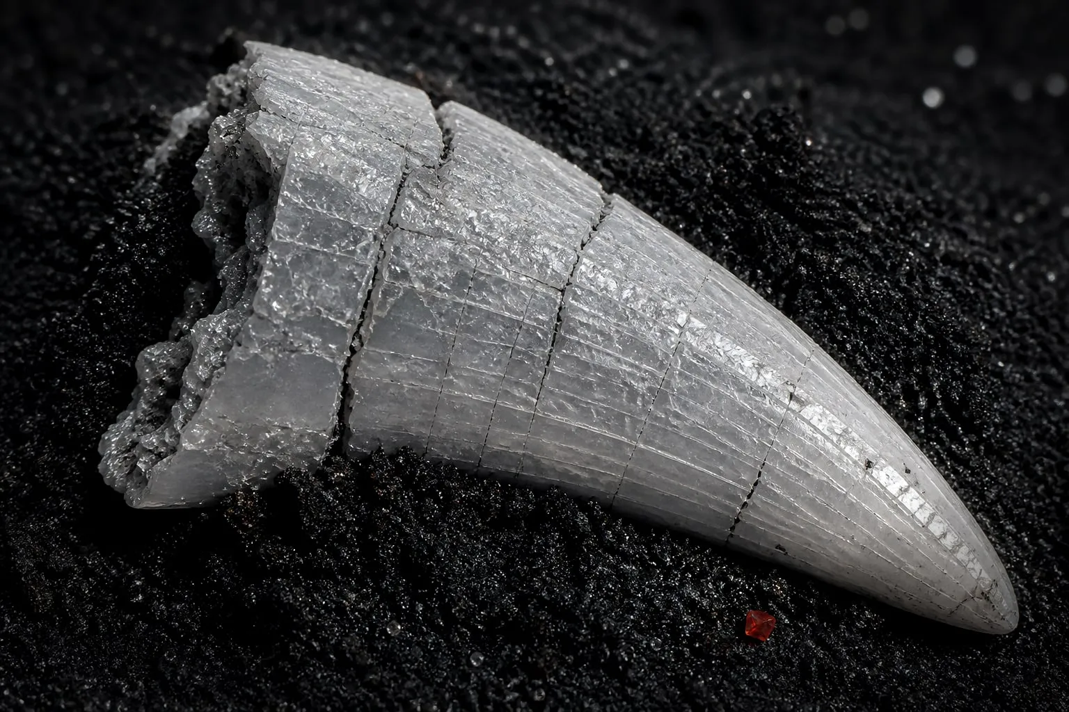 Editorial illustration: A cracked chalk-white fossil tooth in black sand, its enamel surface glittering like tiny glass 