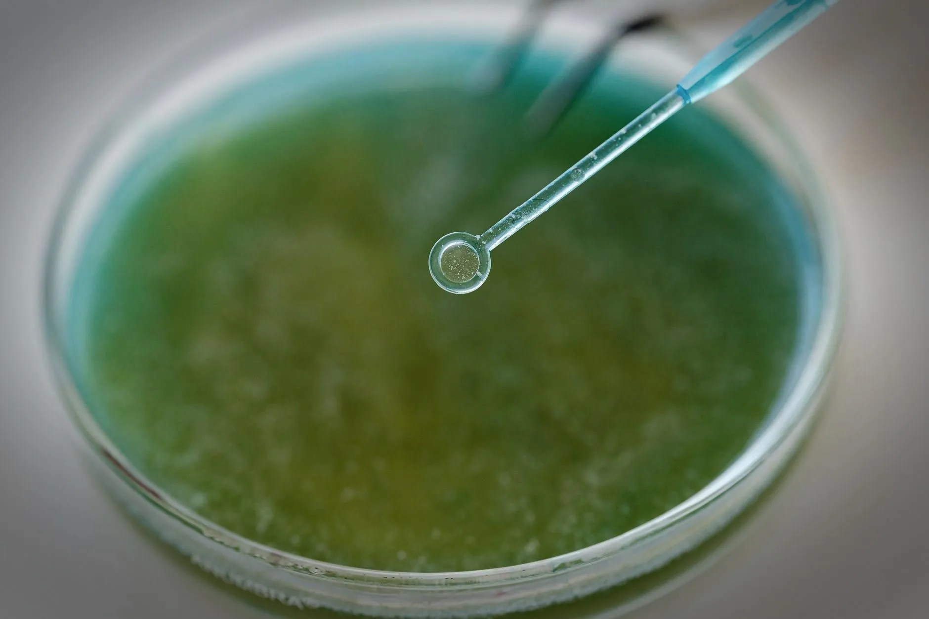 Detailed view of a pipette interacting with a green sample in a petri dish, ideal for scientific content.