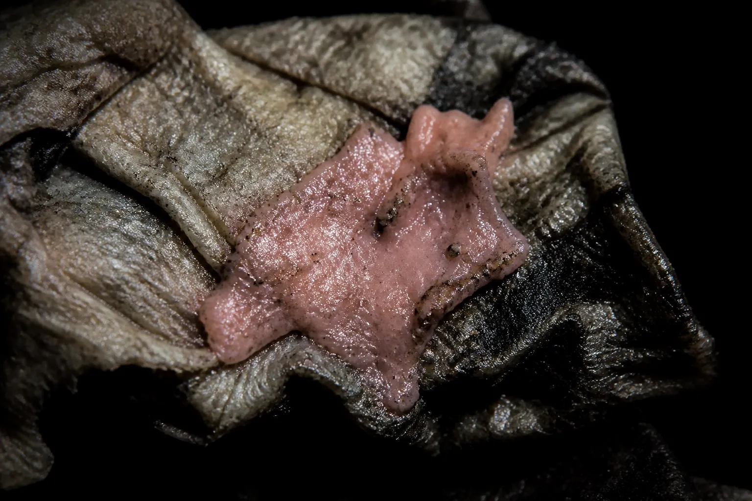 Editorial illustration: Half-melted chewing gum stuck to a crumpled fast-food napkin under harsh sidelight