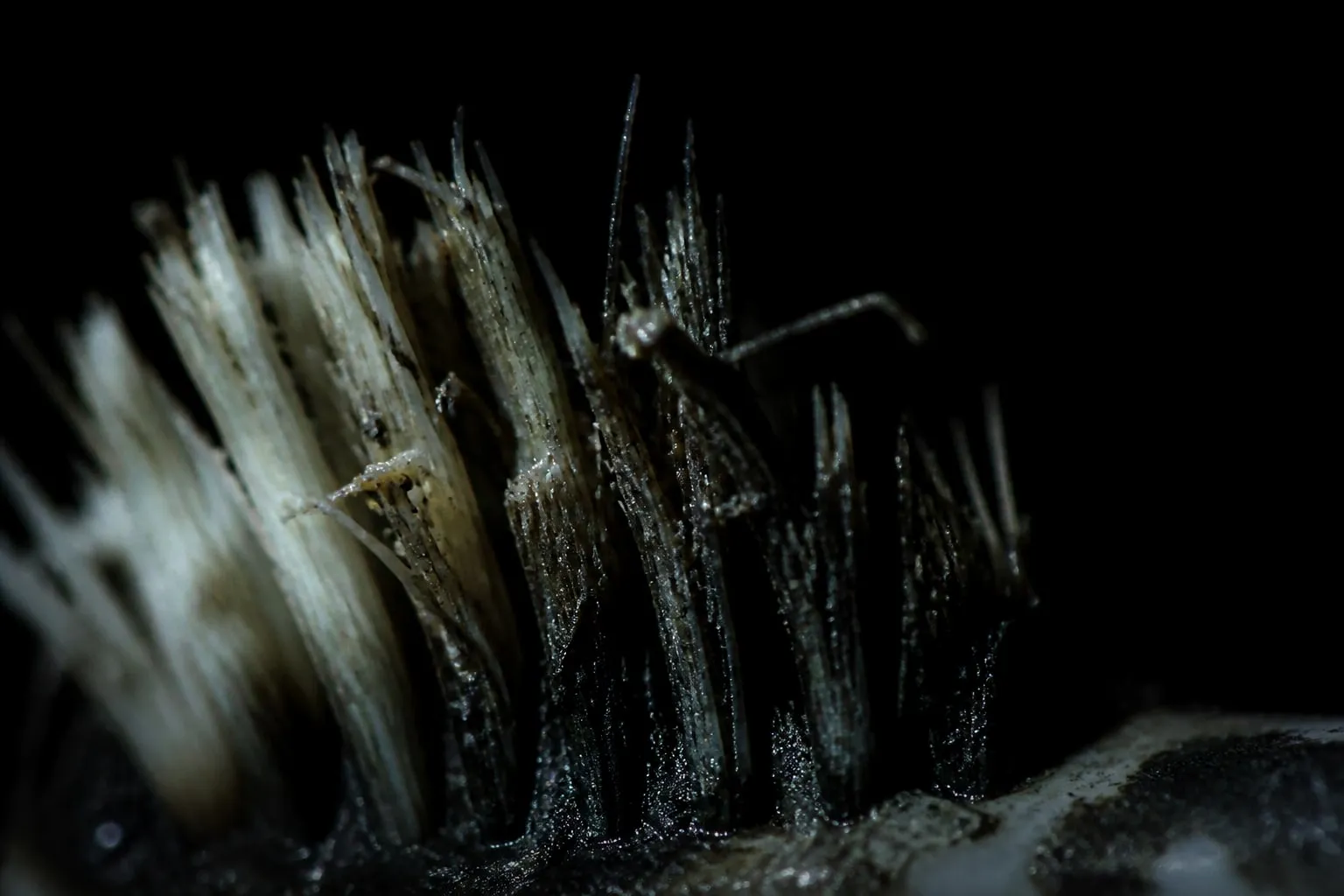 Editorial illustration: toothbrush bristles worn macro close up